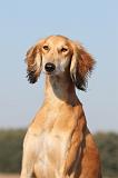 SALUKI 013